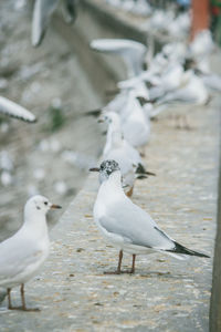 Close-up of seagulls perching