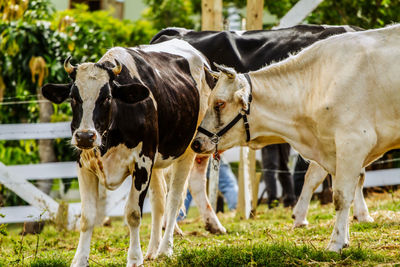 Cows on field