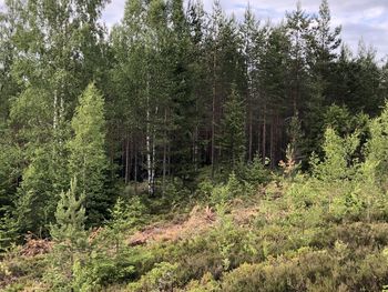 Pine trees in forest