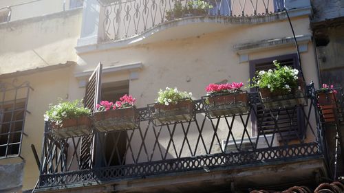 Potted plants on balcony of building