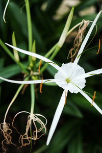 Close-up of white flowers blooming outdoors