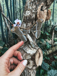 Close-up of hand holding tree trunk