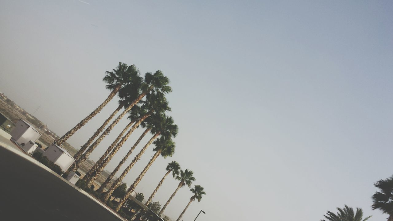 clear sky, low angle view, tree, copy space, palm tree, built structure, architecture, growth, building exterior, sky, outdoors, no people, day, nature, tall - high, street light, silhouette, building, railing, high section