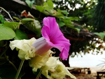 Close-up of pink flowers blooming outdoors