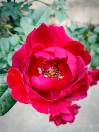 Close-up of bee on red rose