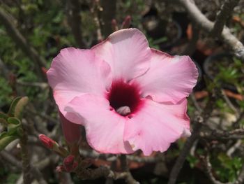 Close-up of pink flower blooming outdoors