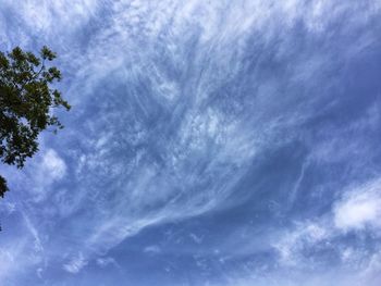 Low angle view of tree against sky