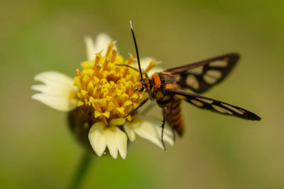 Close-up of moth pollinating on flower