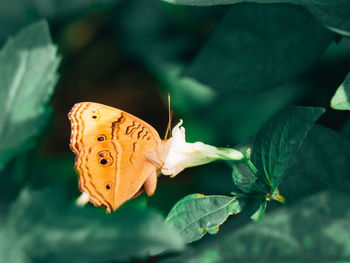 Close-up of butterfly on leaf