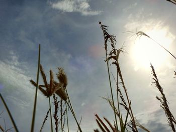 Low angle view of plants against sky