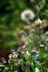 Close up of dandelion