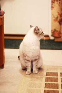 British shorthaired cat 