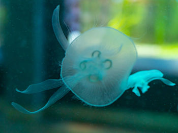 Close-up of jellyfish swimming in sea