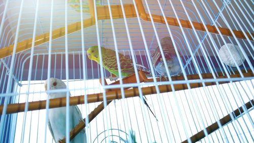 Low angle view of parakeets perching in cage