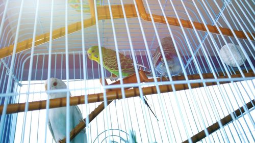 Low angle view of bird perching in cage