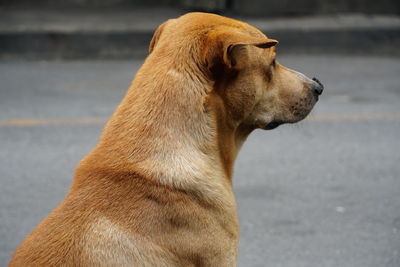 Side view of a dog looking away on road