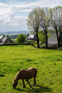 Horse in a field