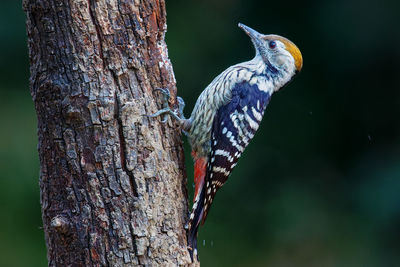 Close-up of bird perching on tree trunk