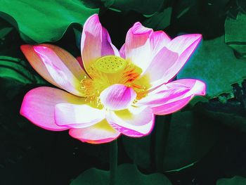 Close-up of pink flower