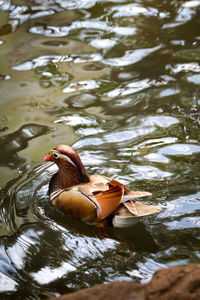 High angle view of duck swimming in lake