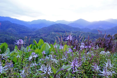 Purple flowering plants on field against sky