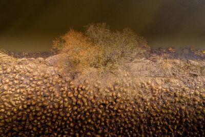 Low angle view of trees on field against sky