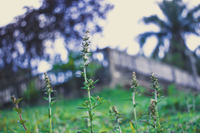Close-up of flowering plants on land
