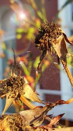 Close-up of plant against blurred background