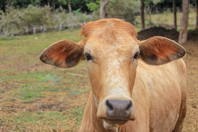 Portrait of cow on field