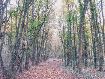 Trees in forest during autumn