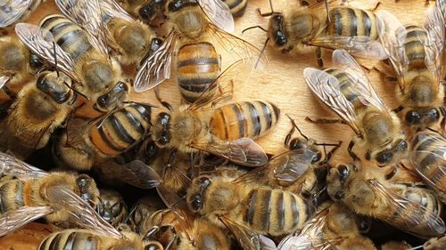 Buisy bees inside a beehive