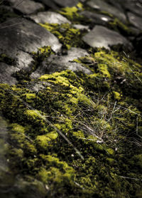 Close-up of moss growing on plant