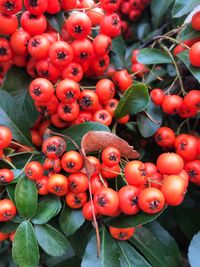 Close-up of orange berries growing on tree