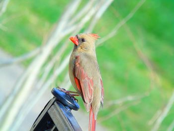 Close-up of bird perching on leaf