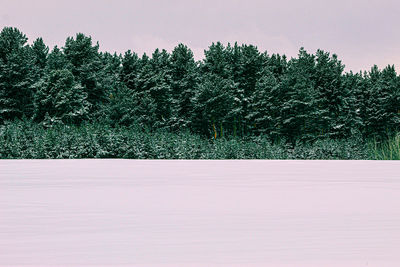 Trees on snow covered field against sky