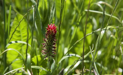 Close-up of flowering plants on field