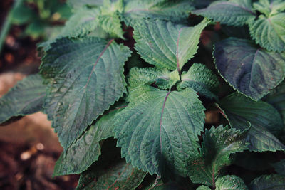 Close-up of fresh green leaves