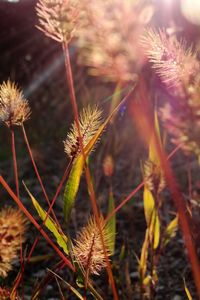 Close-up of dandelion growing on field