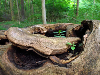 Close-up of animal skull on tree trunk in forest