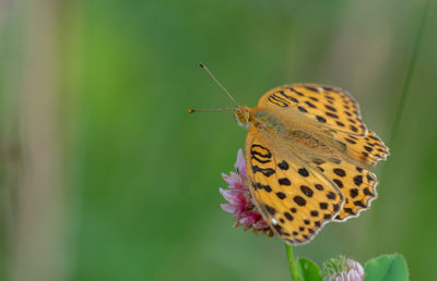 Butterfly pollinating flower