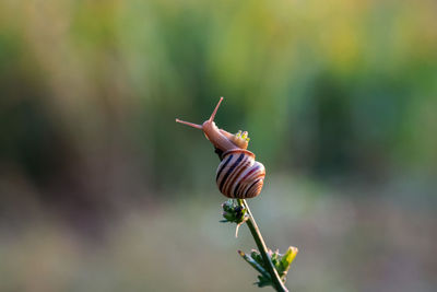 Close-up of snail on plant stem