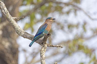 Colorful indian roller in a tree in nagarhole national park in india