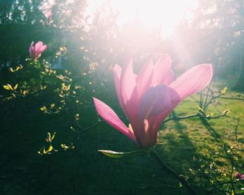 Close-up of pink crocus flowers