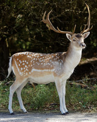 Deer in field