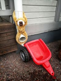 Close-up of a dog