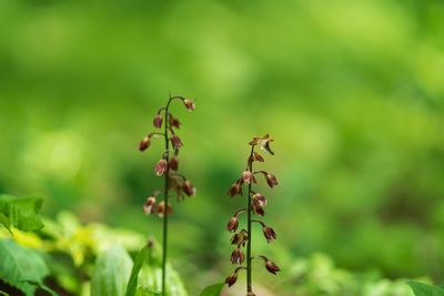 Close-up of berries on plant