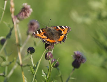 Close-up of butterfly pollinating on purple flower