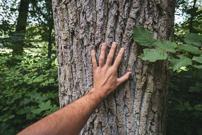 Cropped image of hand touching tree trunk