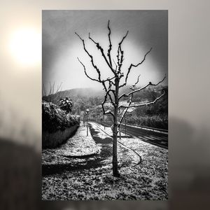 Close-up of bare tree against sky