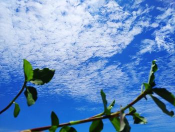 Low angle view of plant against blue sky